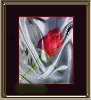 thumbnail of Satin/Rose