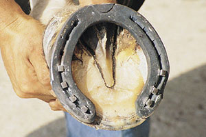 Ferro di cavallo