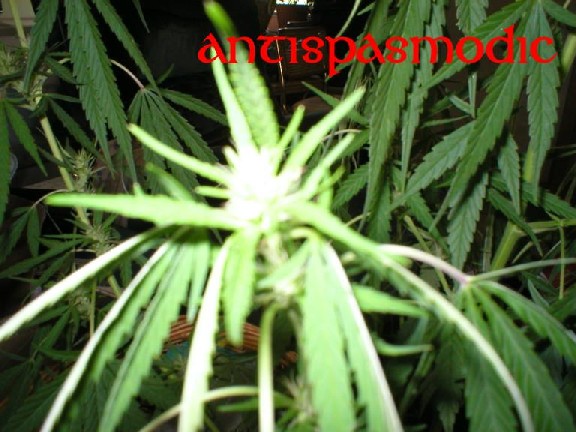 cannabis sativa