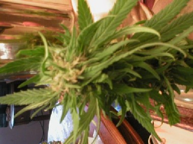 Herbal Med