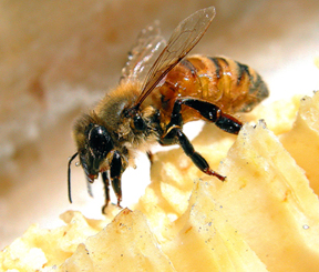 Bee and Honey Comb