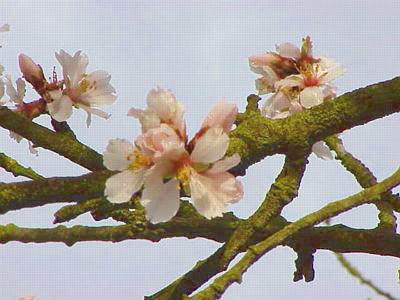 Almond Lore
