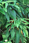 cinnamomum zeylanicum