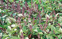 Cinnamon Basil