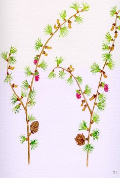 Larch Tree