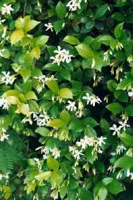 trachelospermum jasminum