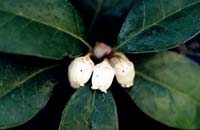 photo of Pyrola secunda var. secunda