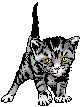 kitten
