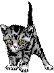 kitten