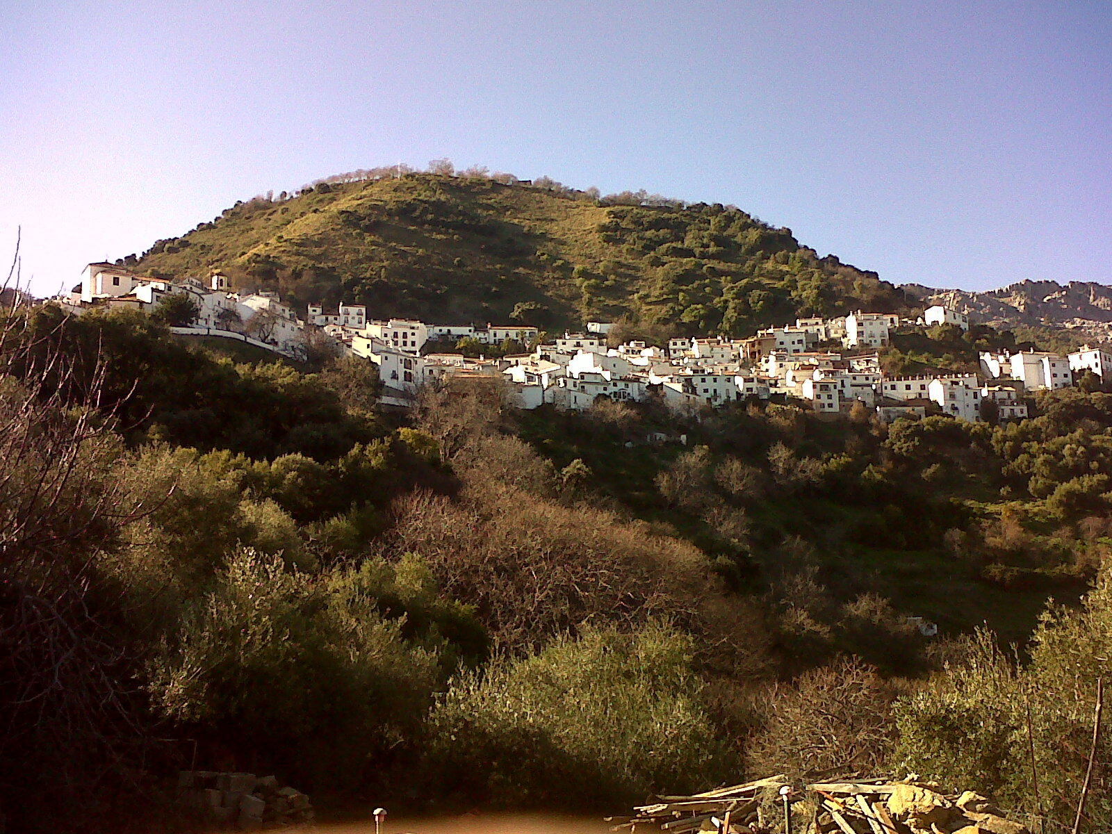 benalauria
