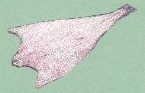 Bacalhau