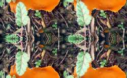 orange.jpg 250x153