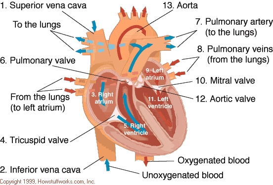 Heart