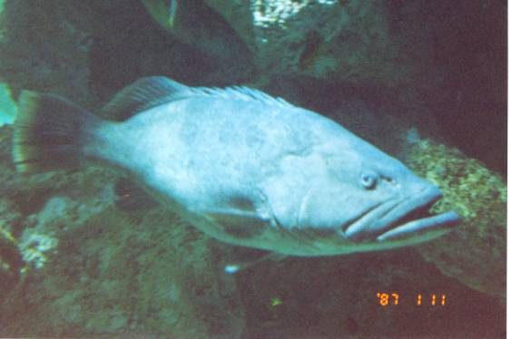 blue fish