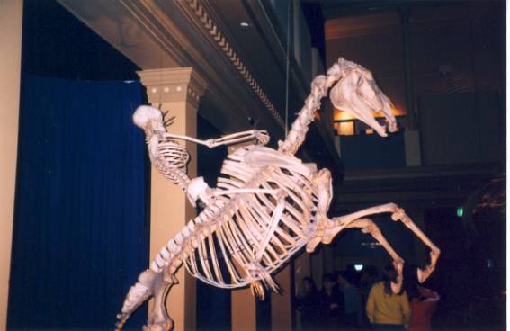 Dead guy on a horse