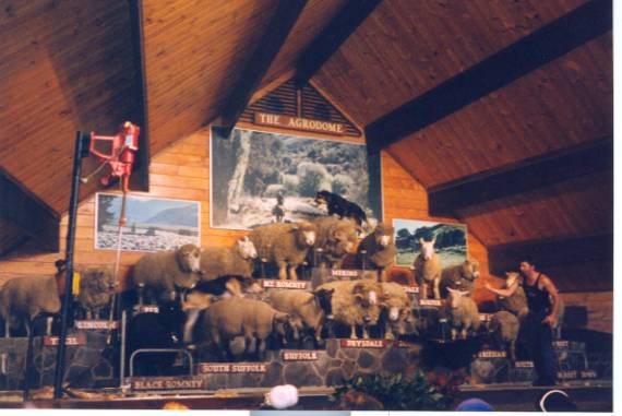 dog on sheep