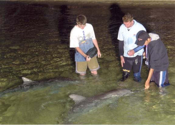 dolphins