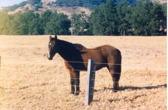 horse