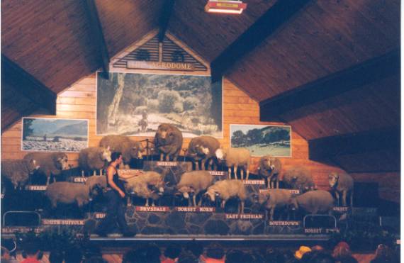 sheep