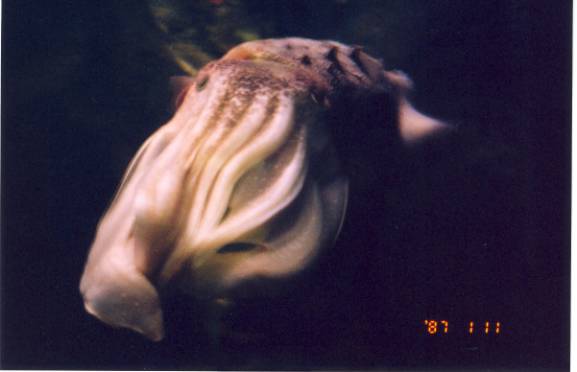 octapus