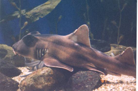 shark