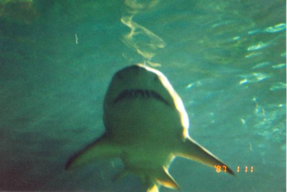 another shark