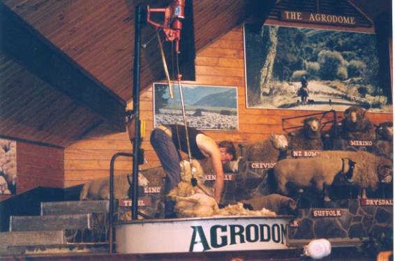 sheep shearing