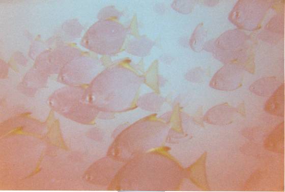 snorkeling