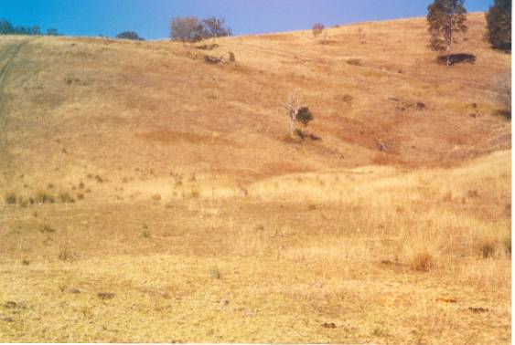 wallaby