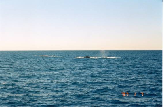 whales