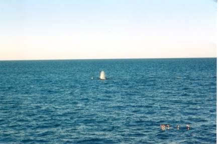 more whales