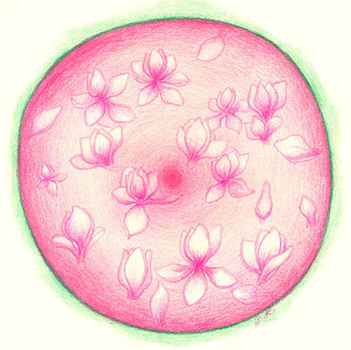 magnolie