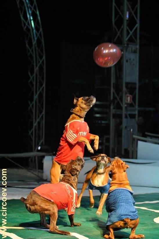http://circoev.com/yahoo_site_admin/assets/images/28167278_1609300142485899_4100374010078187353_n.58155409_std.jpg