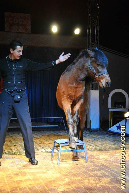 http://circoev.com/yahoo_site_admin/assets/images/39515294_1828895720526339_3025036459749933056_n.23072236_std.jpg