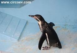 http://circoev.com/yahoo_site_admin/assets/images/DSC_1940.239131355_std.JPG