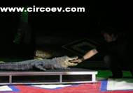 http://circoev.com/yahoo_site_admin/assets/images/4190410514_4f83dc7316_o.33960907_std.jpg