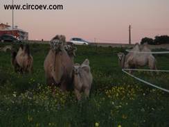http://circoev.com/yahoo_site_admin/assets/images/vhccamelos.86104009_std.jpg