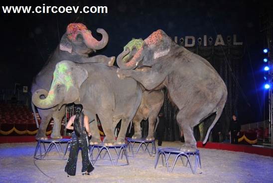 http://circoev.com/yahoo_site_admin/assets/images/aurori.319104945_std.jpg