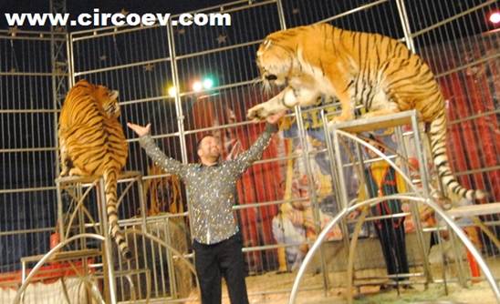 http://circoev.com/yahoo_site_admin/assets/images/DSC_0691cev.2383910_std.jpg