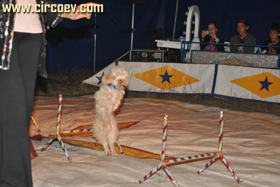 http://circoev.com/yahoo_site_admin/assets/images/DSC_0259.25093628_std.JPG