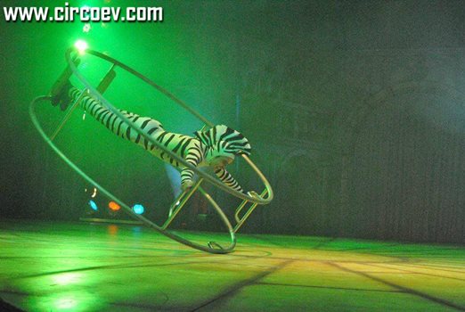 http://circoev.com/yahoo_site_admin/assets/images/10358870_695036070578982_2765407231558300045_n.241111447_std.jpg