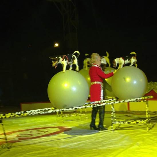 http://circoev.com/yahoo_site_admin/assets/images/10367707_694701050626752_3002773335307951245_n.28592234_std.jpg