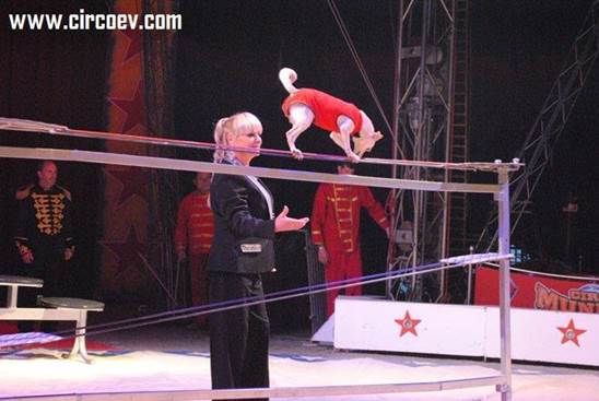http://circoev.com/yahoo_site_admin/assets/images/576984_434977306584861_1280811738_n.41142738_std.jpg
