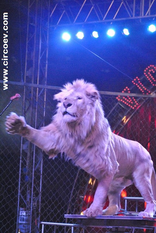 http://circoev.com/yahoo_site_admin/assets/images/DSC_0316cev.163120323_std.jpg