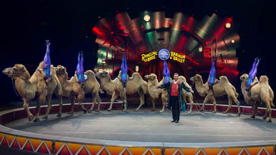http://circoev.com/yahoo_site_admin/assets/images/Camels.214133736_std.jpg