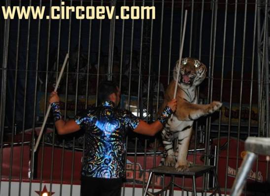 http://circoev.com/yahoo_site_admin/assets/images/DSC_0455.272110313_std.JPG