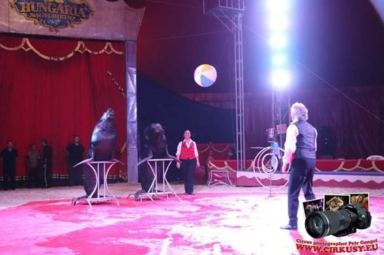 http://circoev.com/yahoo_site_admin/assets/images/66701840_2321457937936779_7251265866489135104_o.196163935_std.jpg