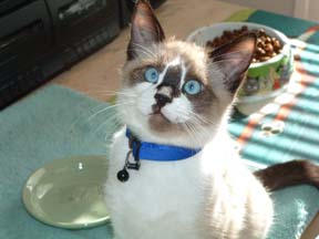 Bhumi's kitten head shot