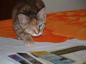 Lola