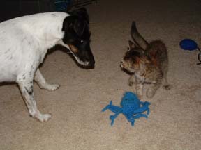 Dyna and Lola playing